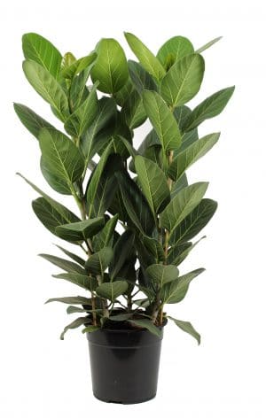 Identificeren grafiek lid Ficus Audrey 90 cm - Populaire stoere kamerplant