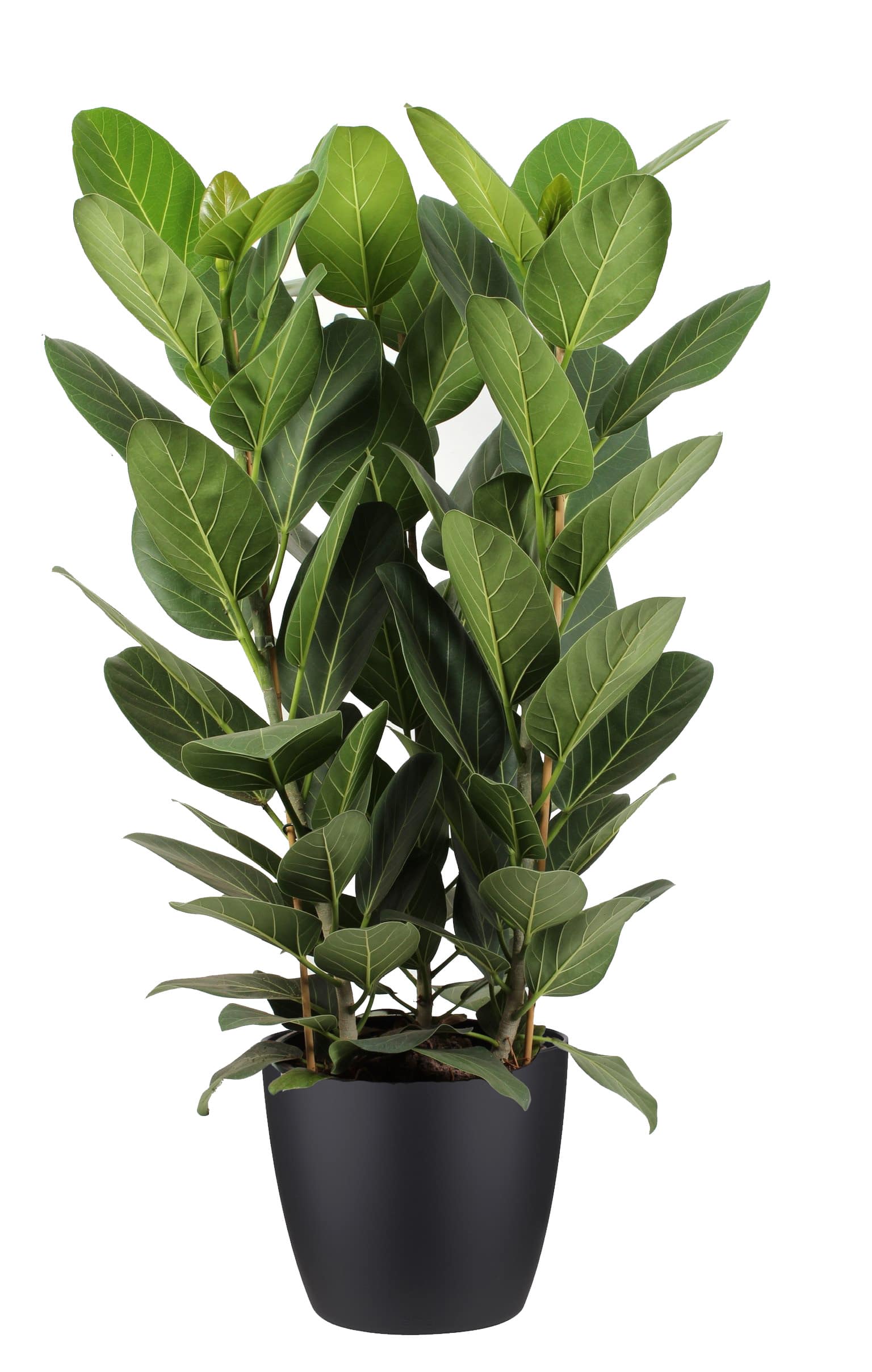 Melodrama Arthur noodzaak Ficus Audrey in zwarte sierpot - Een stoere plant met mooie lichte nerven