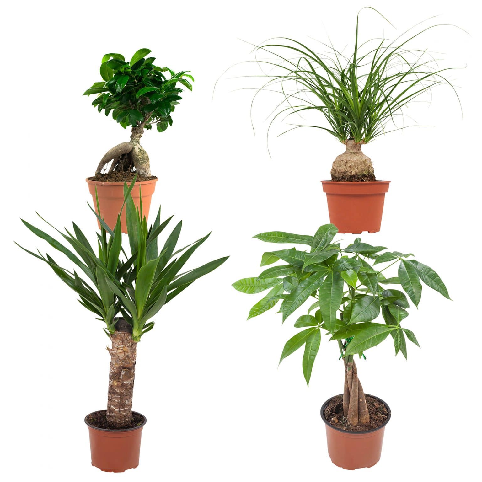Tropisch Kamerplanten Pakket Voor Dat Extra Beetje Groen In Huis 