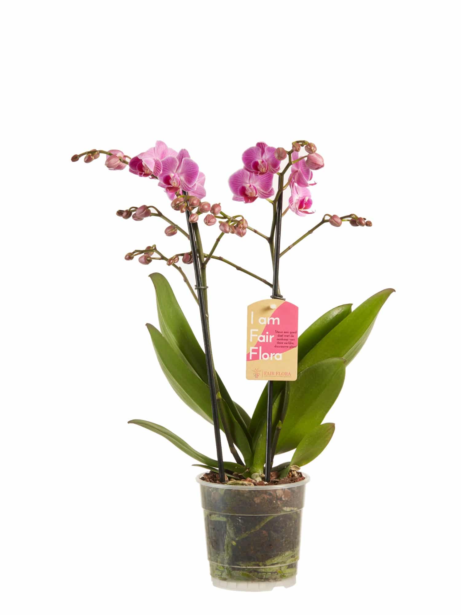 te binden Hoopvol Oneerlijk Phalaenopsis multiflora orchidee - 2 stuks - Orchideeën bestellen