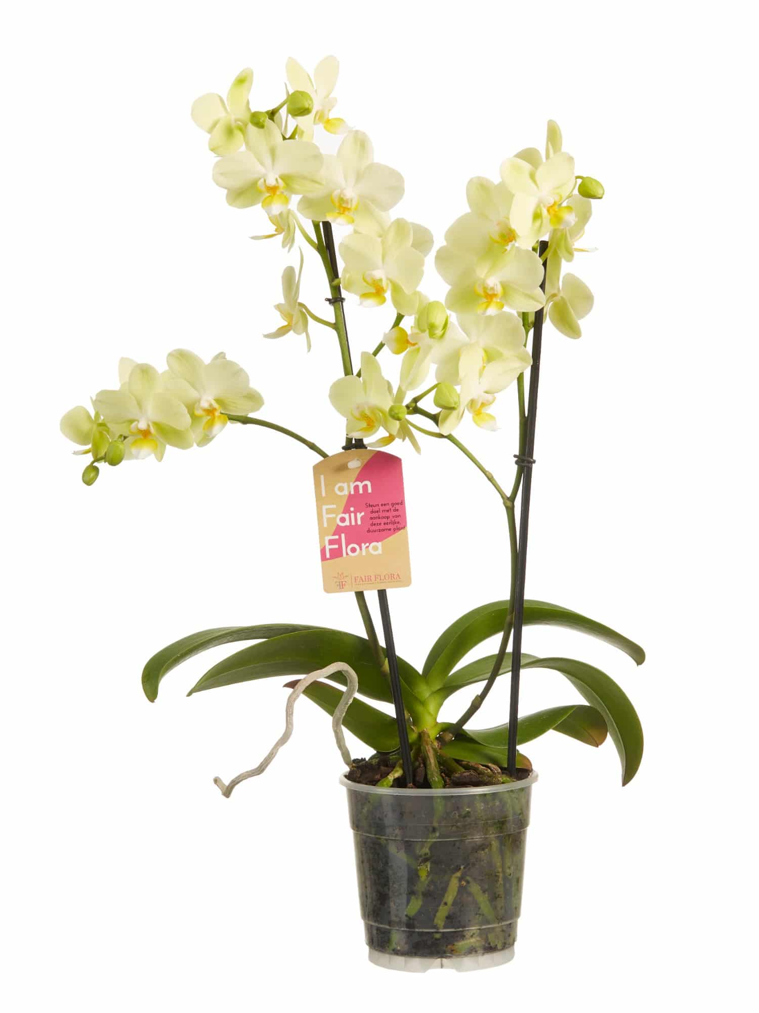 Bloeden hoofd een miljoen Orchidee Phalaenopsis multiflora - Orchideeën bestellen