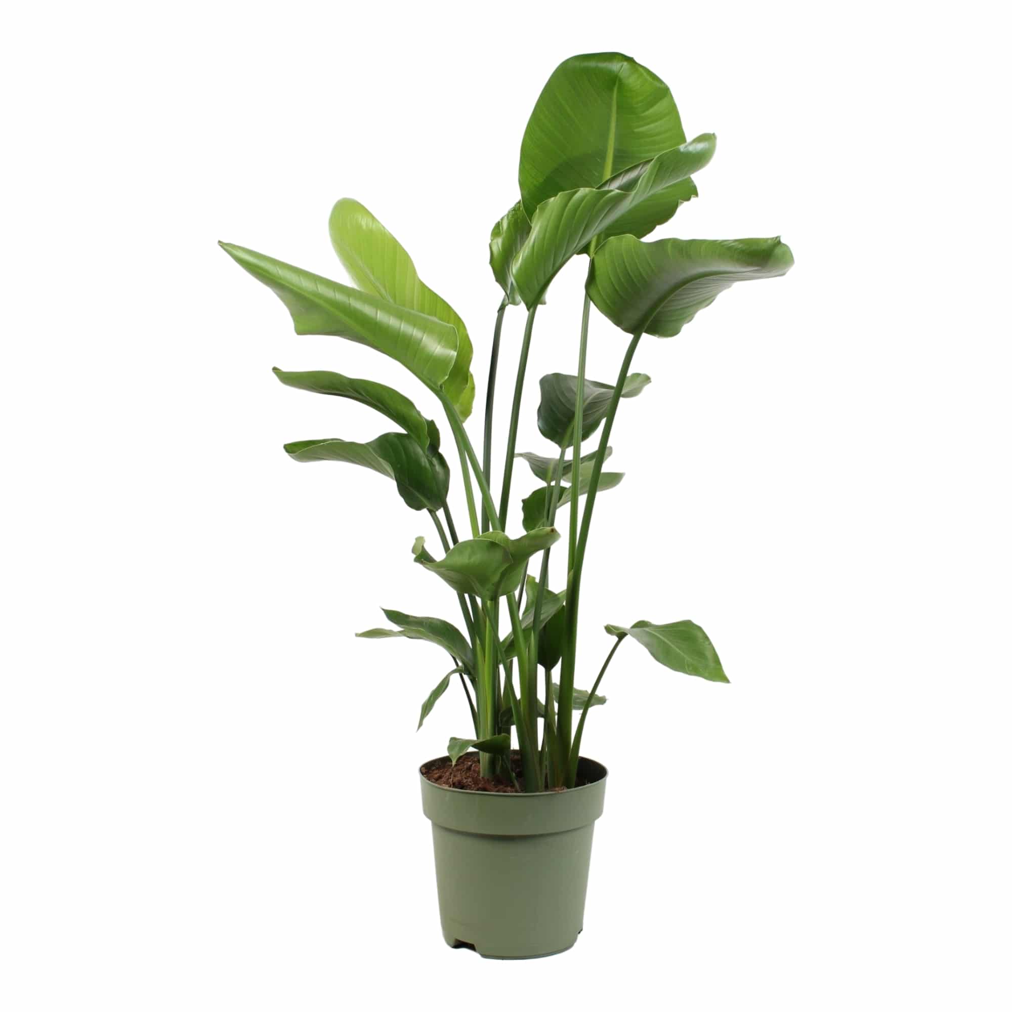 Strelitzia Nicolai 135cm Online Kamerplanten Bestellen